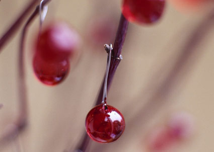 beads on branches for holiday decoration