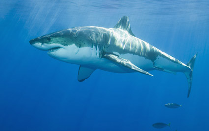 great white shark swimming