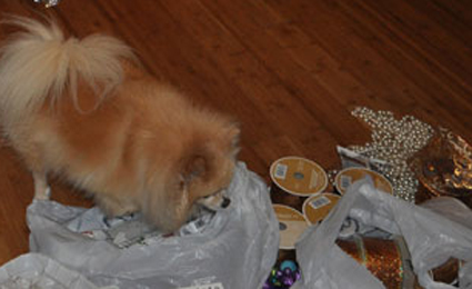 My fluffy helper getting things out of the bag and ready for the tree.